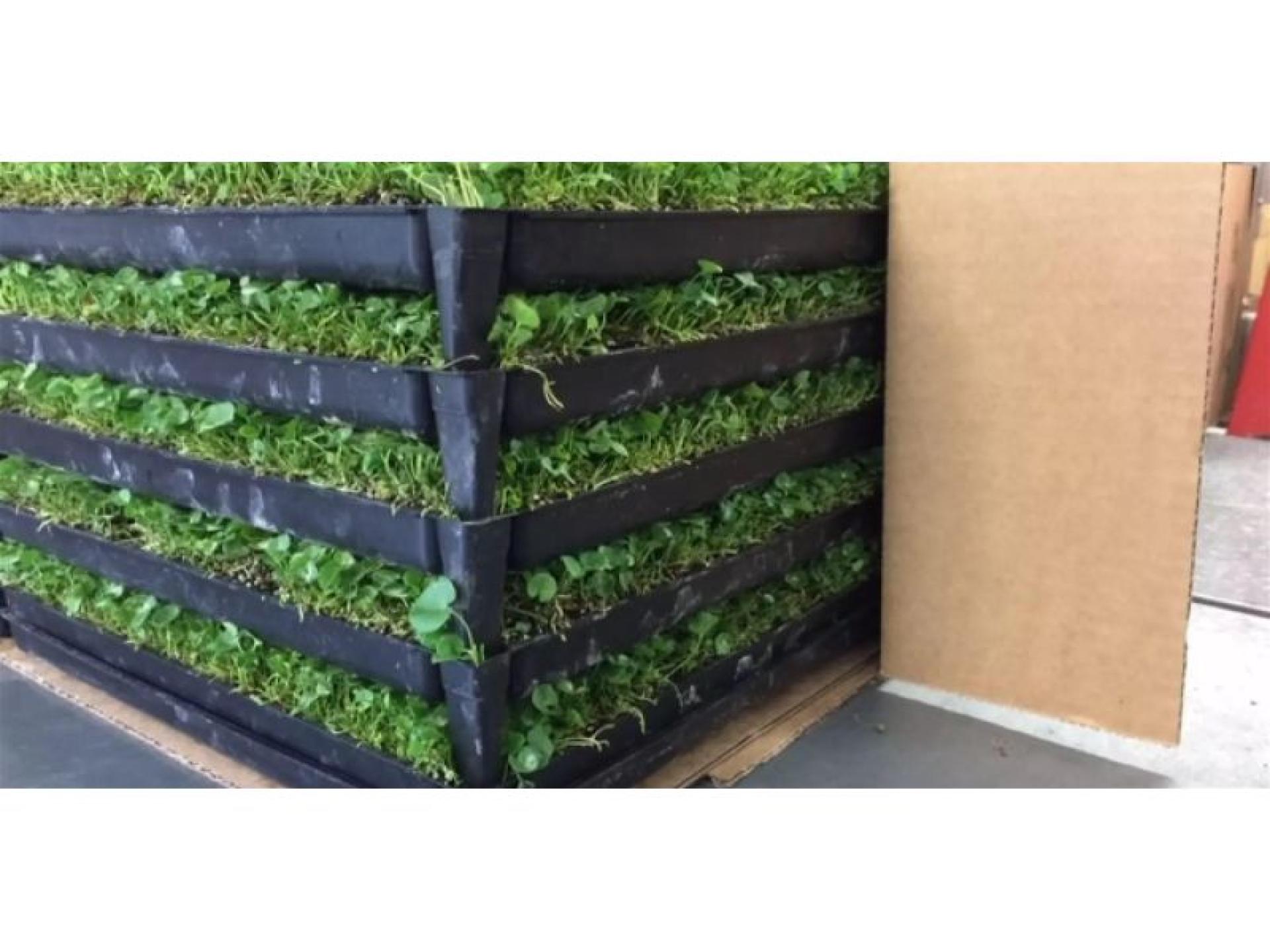 Production Nursery & Freehold 666988 2