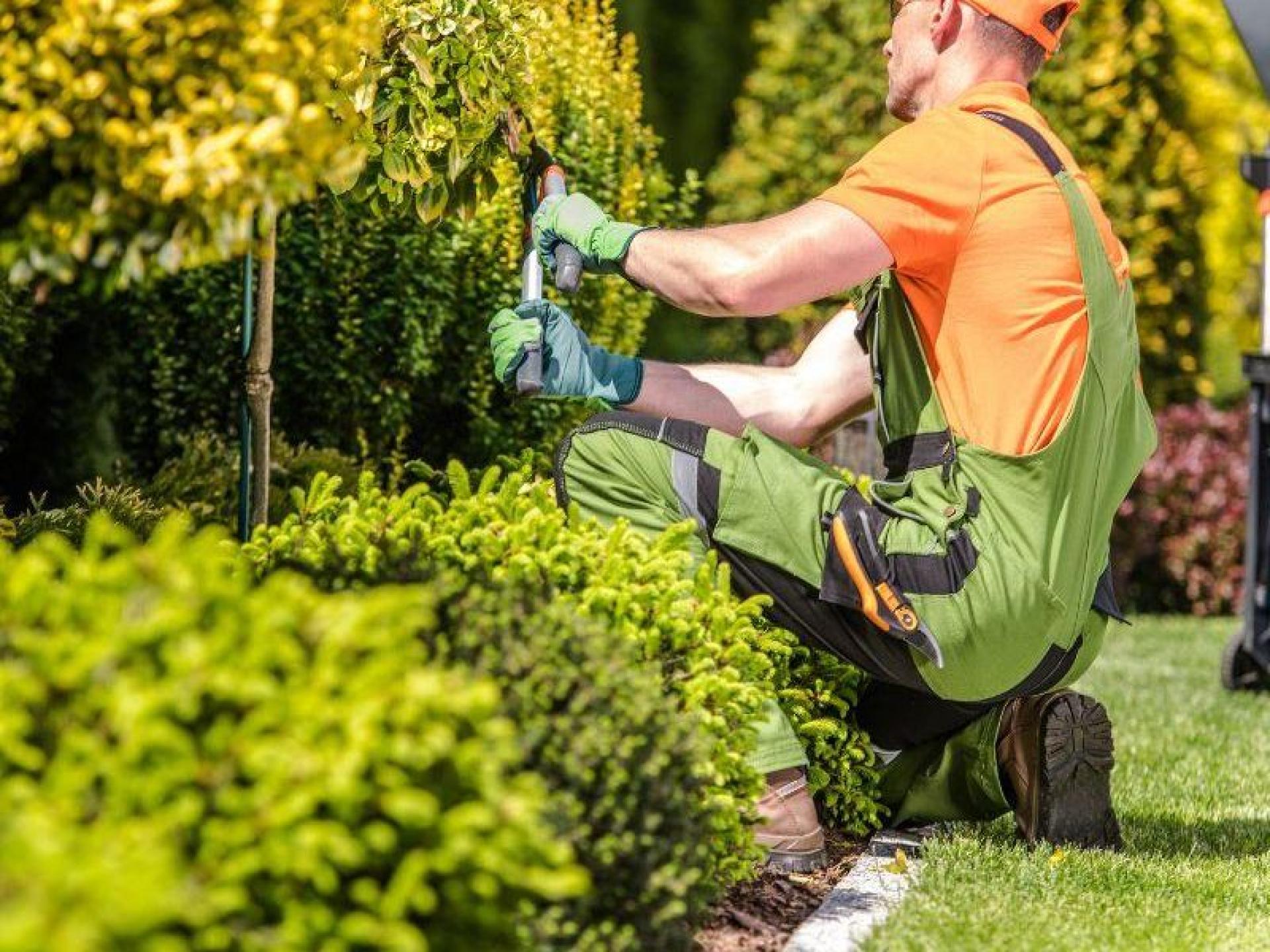 Qld Funded Arboriculture Rto. 667665 2