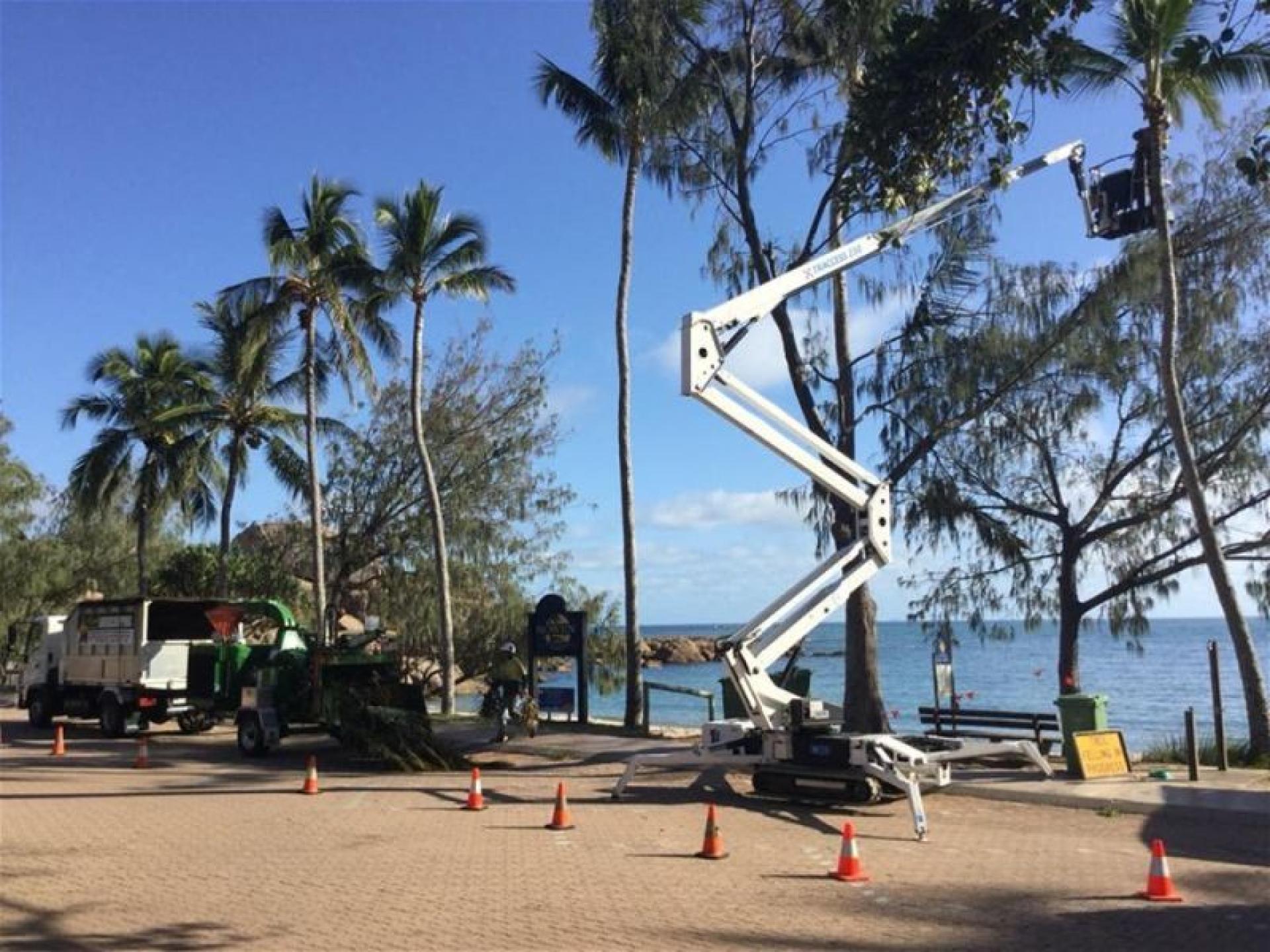 Long-established Tree Services Business 668305 2