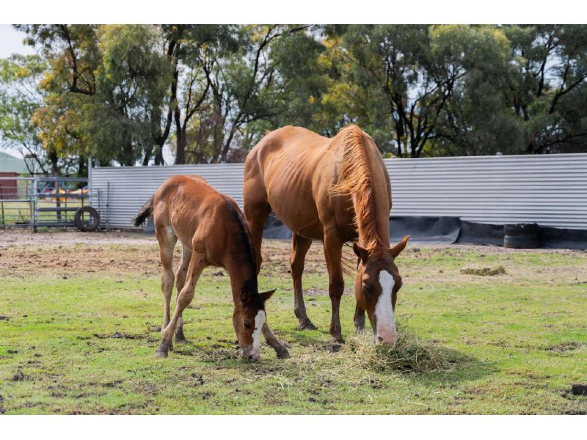 Trusted Veterinary Practice Serving 668612 1