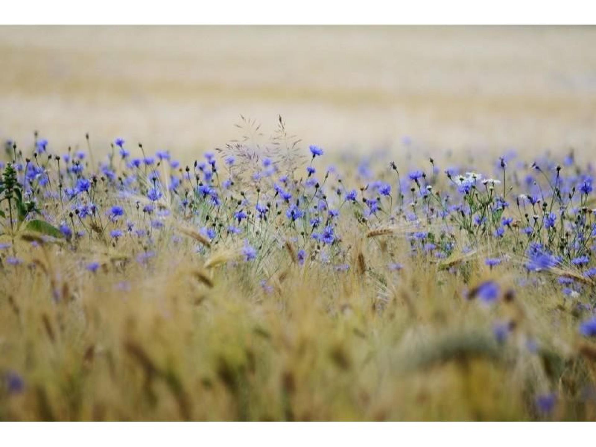 Biosecurity Risk Mitigation Service 669421 1