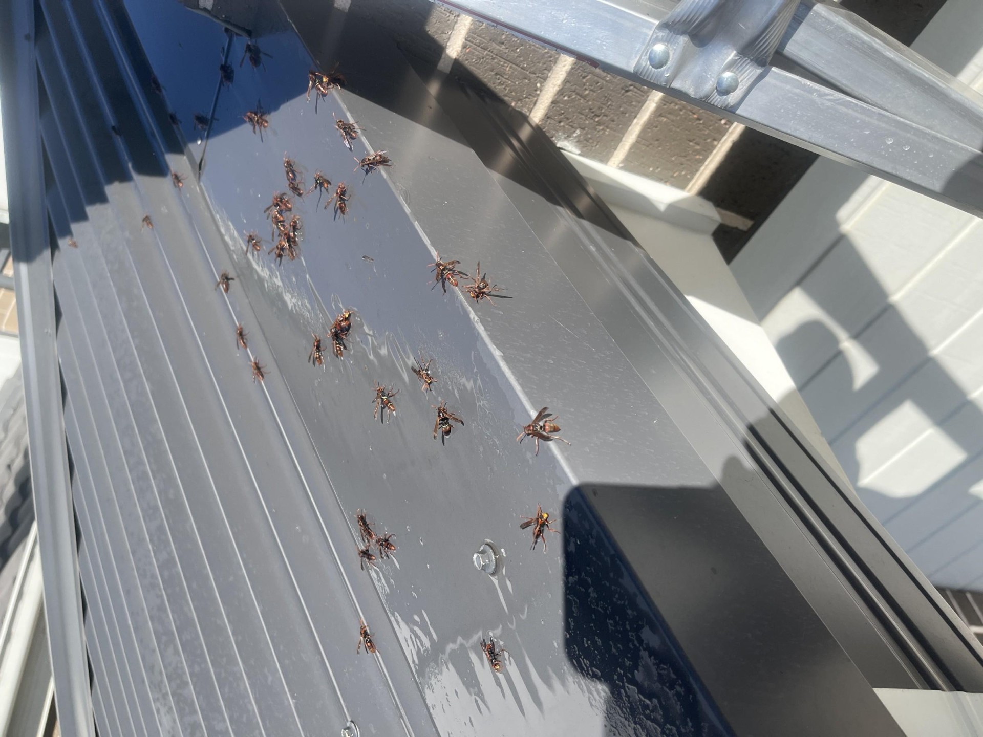 Franchise Opportunity – Pest 669519 3