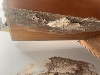 Franchise Opportunity – Pest Solutions (Sydney)