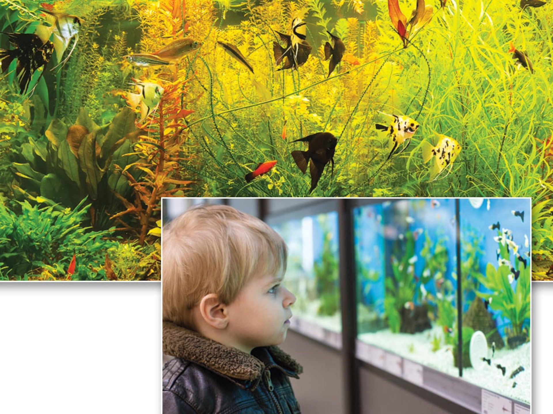 Major Iconic Aquarium Business 669577 1