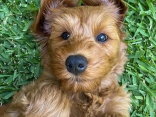 Want to Run a Dog Minding Business on the Central Coast?