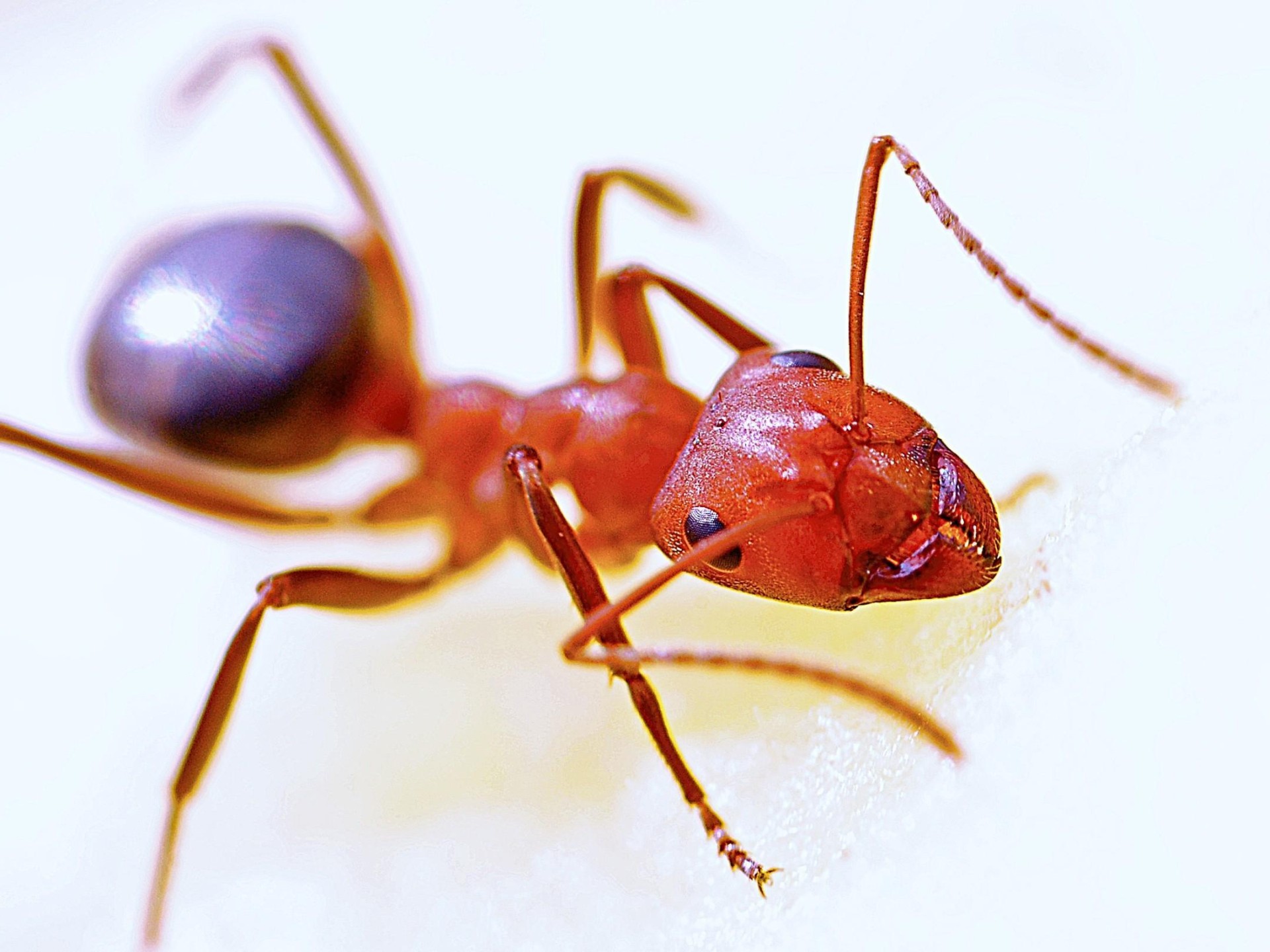 Pest Control - Termite 670497 3