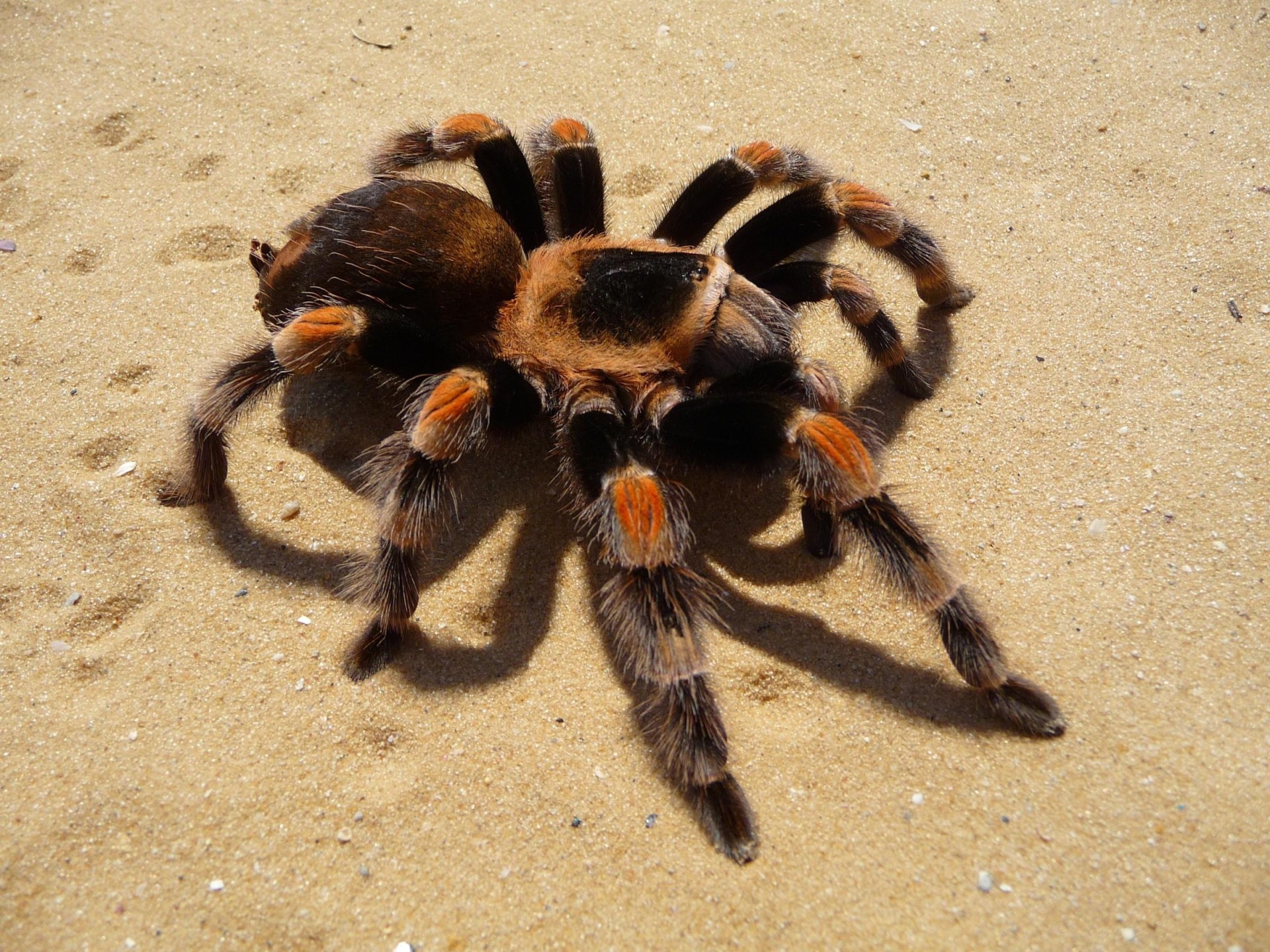 Pest Control - Termite 670497 2