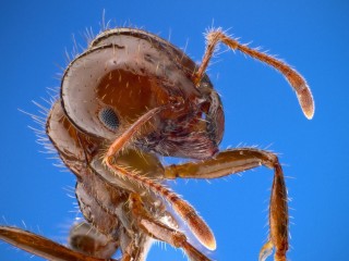 Pest Control - Termite Specialist