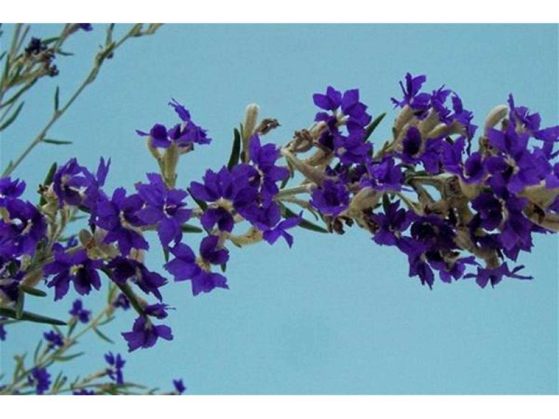 Wholesale Nursery & 2.93 671411 1