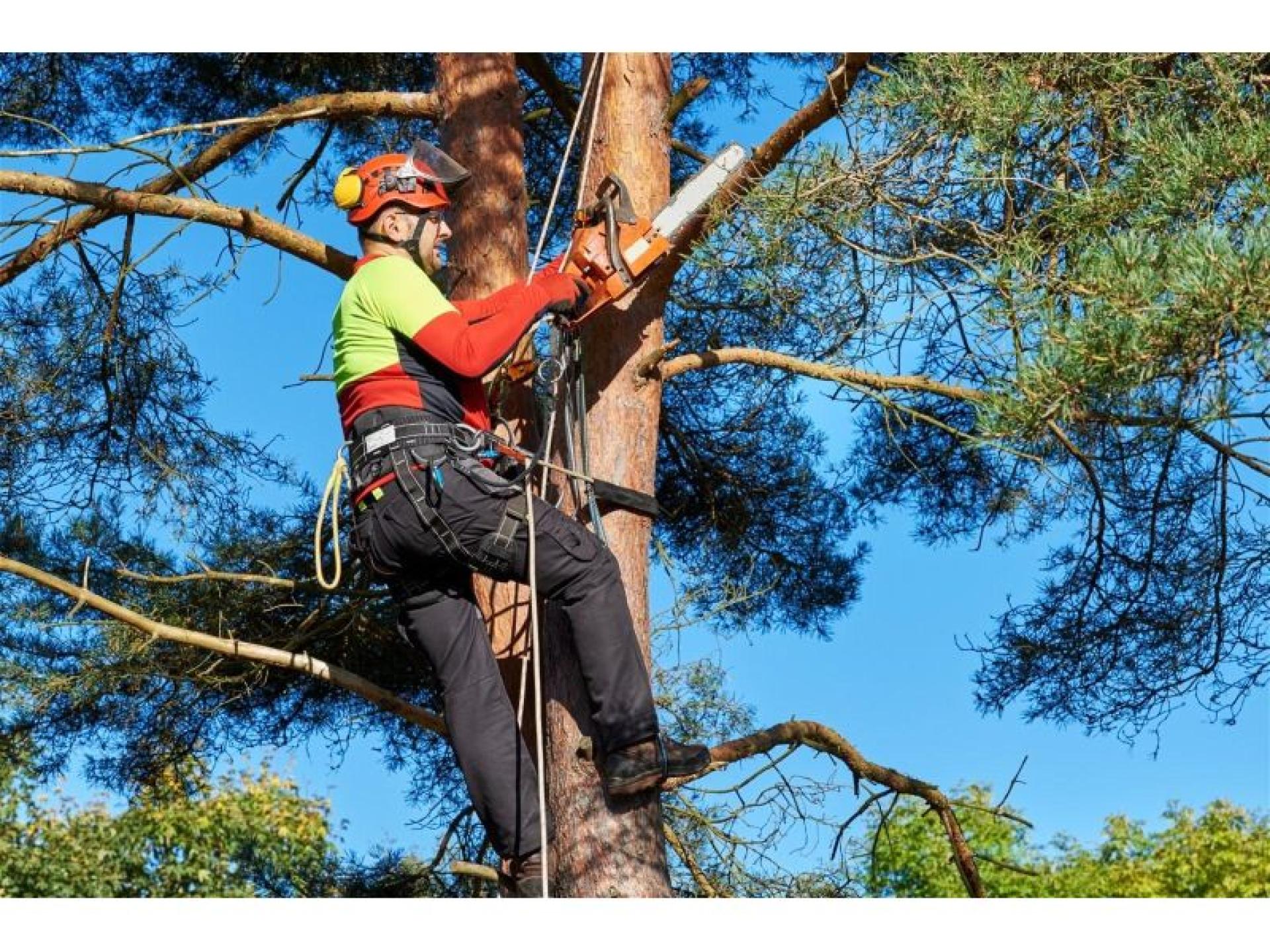 Proven Arboriculture Business With 671680 2