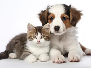Popular Pet Store Located in a Major Shopping Centre in Sydney’s Northwest (Under Contract)