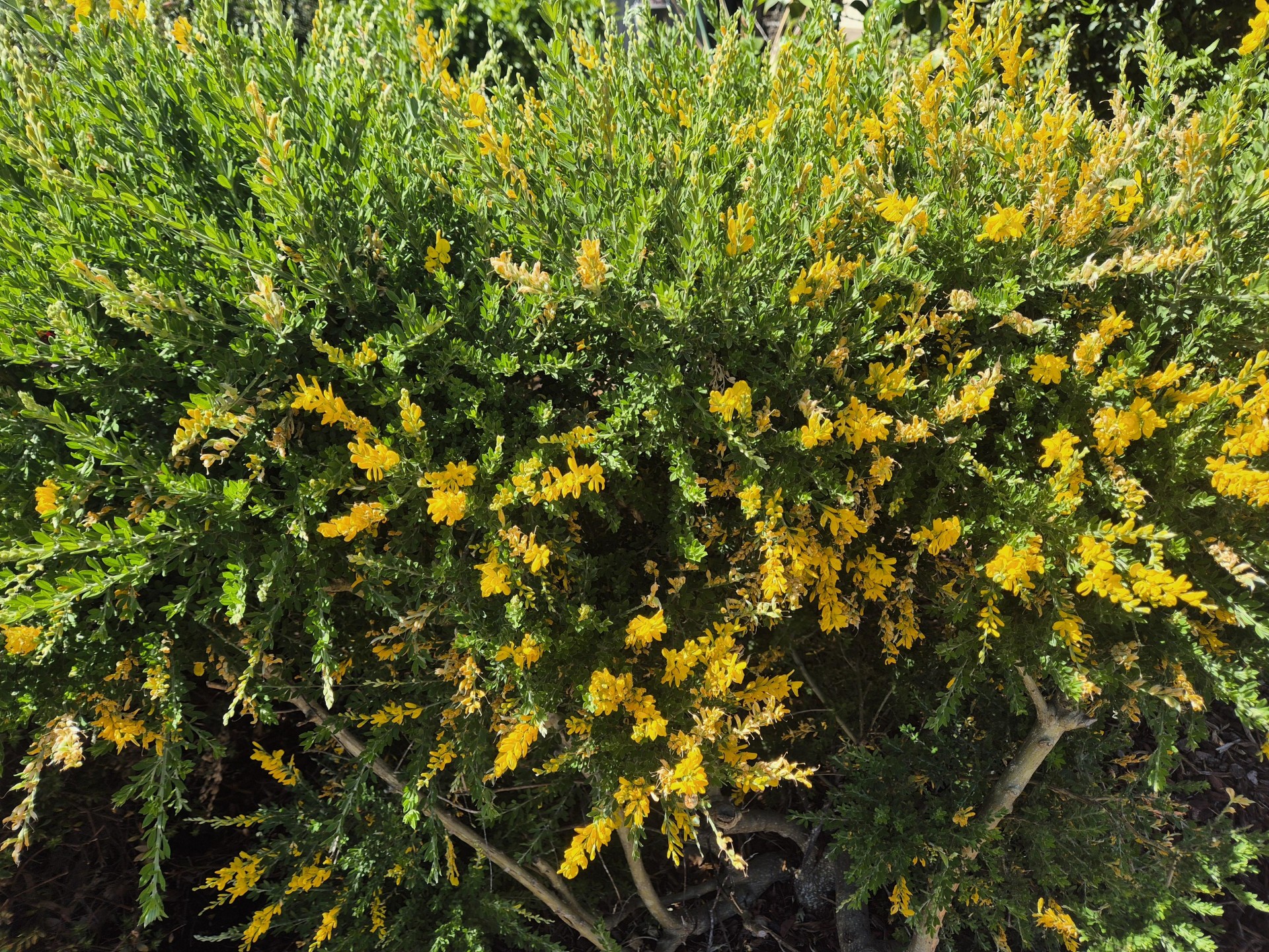 Well Established Garden Maintenance 673445 1