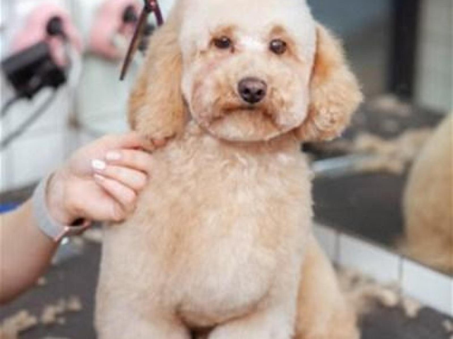 Dog Grooming & Pet 673856 1