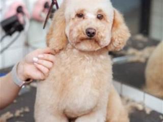 Dog Grooming & Pet Supplies