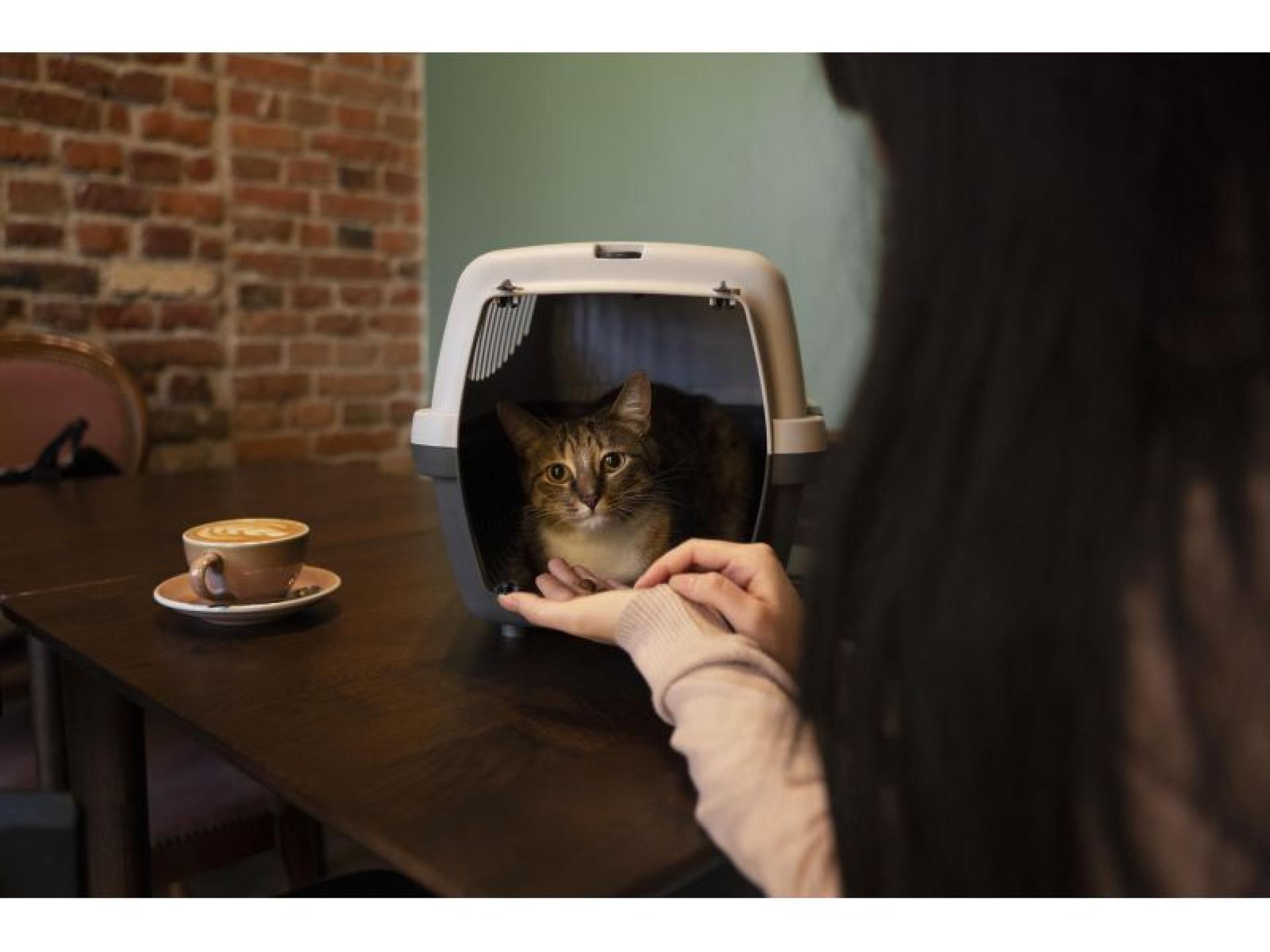 Sydney Boutique Cat Café 674259 1