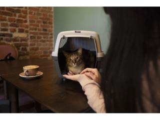 Sydney Boutique Cat Café for Sale | Estimated Payback in just over 1 Year (Under Offer)