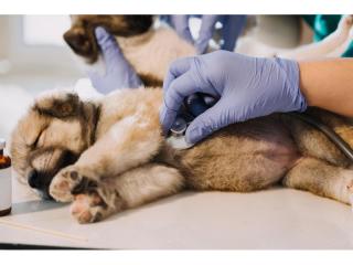 Award Winning Veterinary Practice – Tamworth, NSW