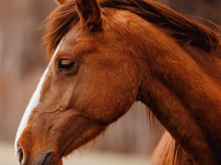 Equine-Focused Business Opportunity with Global Potential