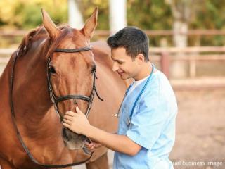 Premium Equine Genetics Import Business – VIC