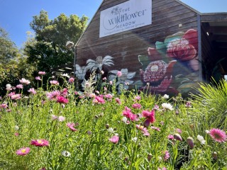 Exciting Opportunity: Established Australian Native Plant Nursery for Sale