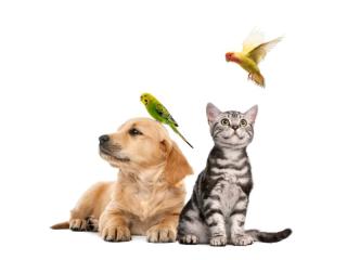 Dog Grooming & Pet Supplies