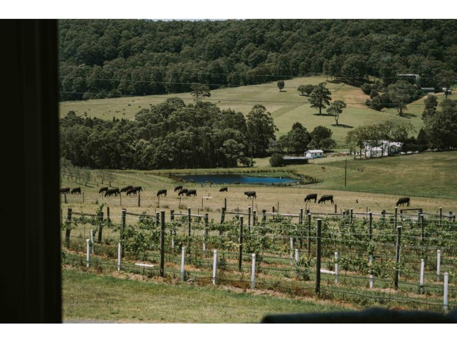 Award-winning Two Figs Winery 675781 1
