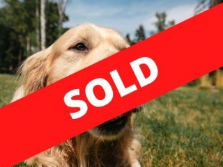 36479 Established Pet Food Manufacturing Business - Growing Market