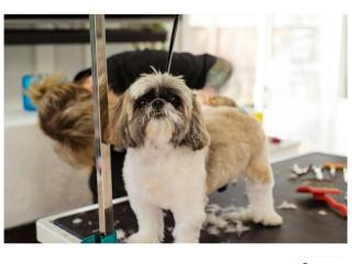 MUST SELL Mobile Dog Wash & Grooming Brisbane Northside