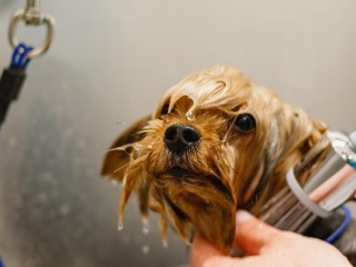 Profitable medium size dog grooming business  Sutherland Shire