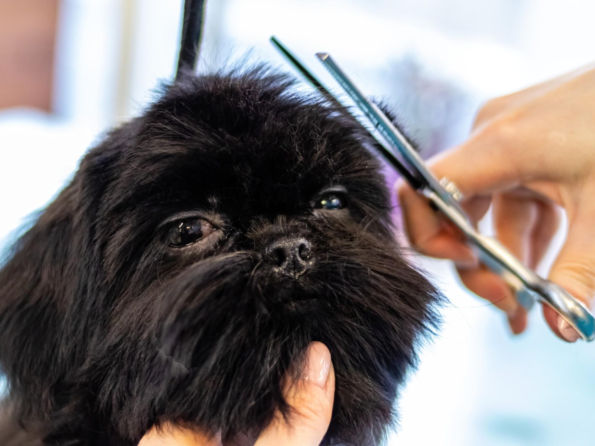 Profitable Medium Size Dog 675997 2