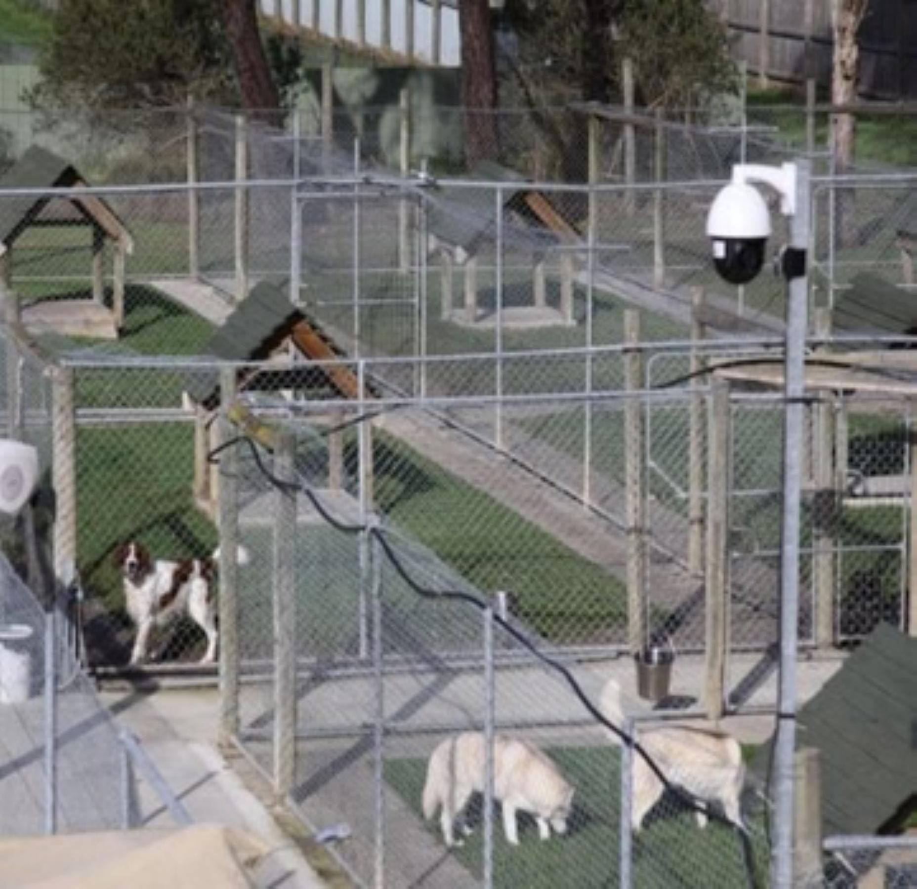 Premium Pet Boarding & 676084 3