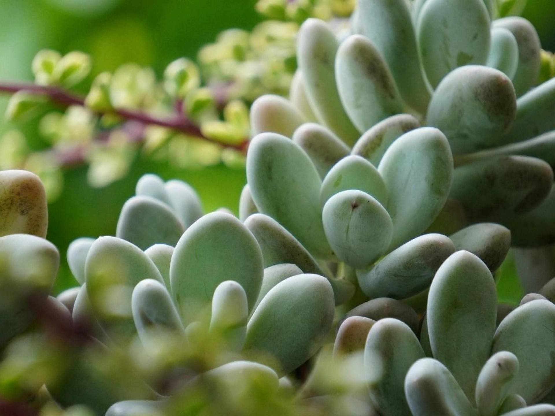 Protective Membrane Specialist T/o 676749 3