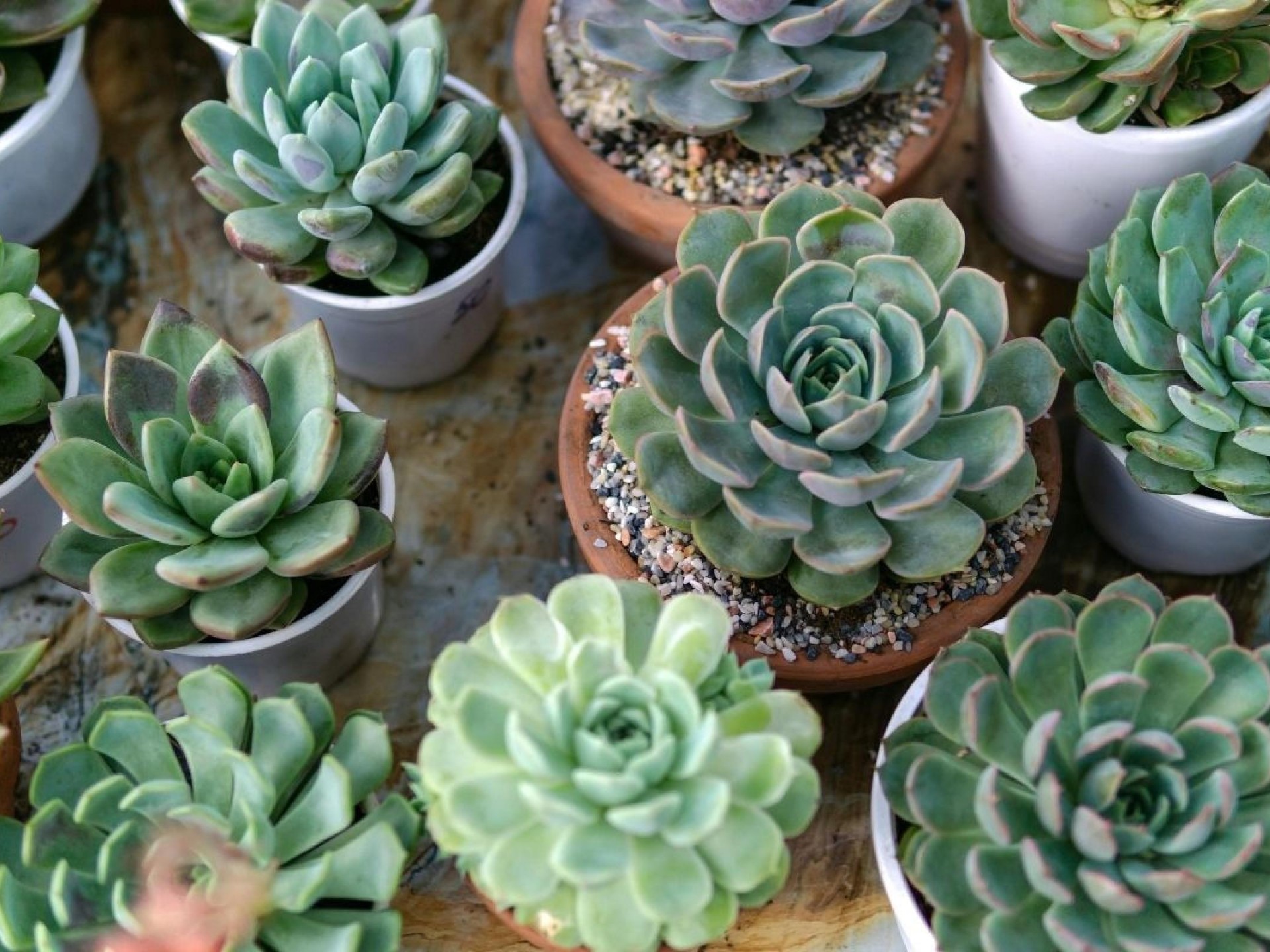 Protective Membrane Specialist T/o 676749 1