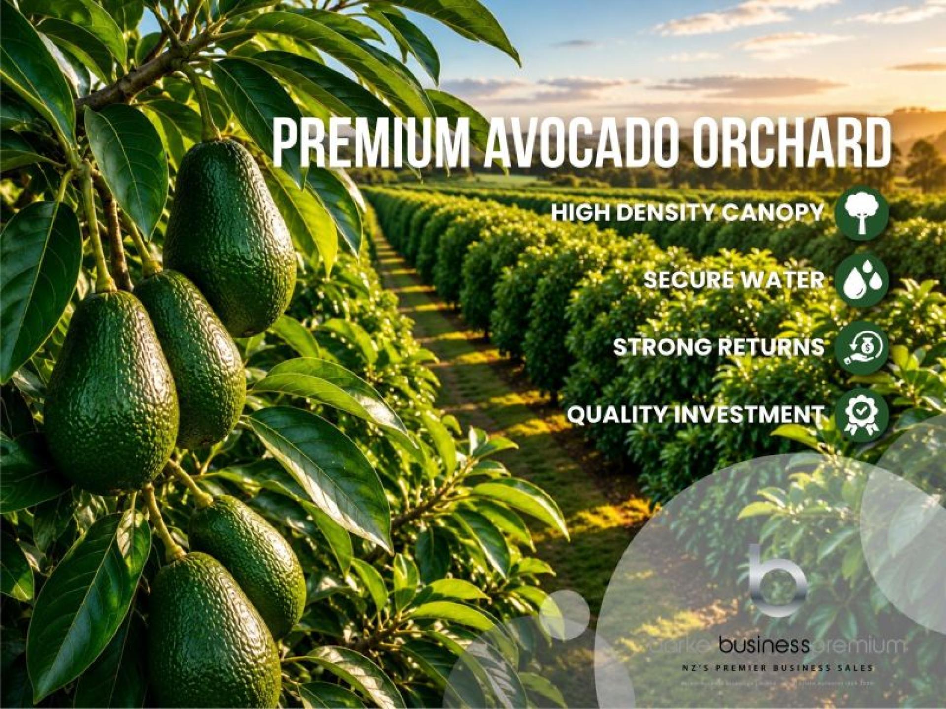 Established Avocado Orchard With 678071 1