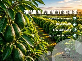 Established Avocado Orchard with Growth Potential
