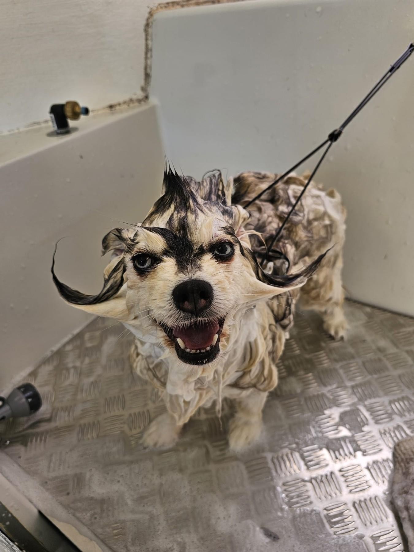 Jim's Dog Wash - 678108 3