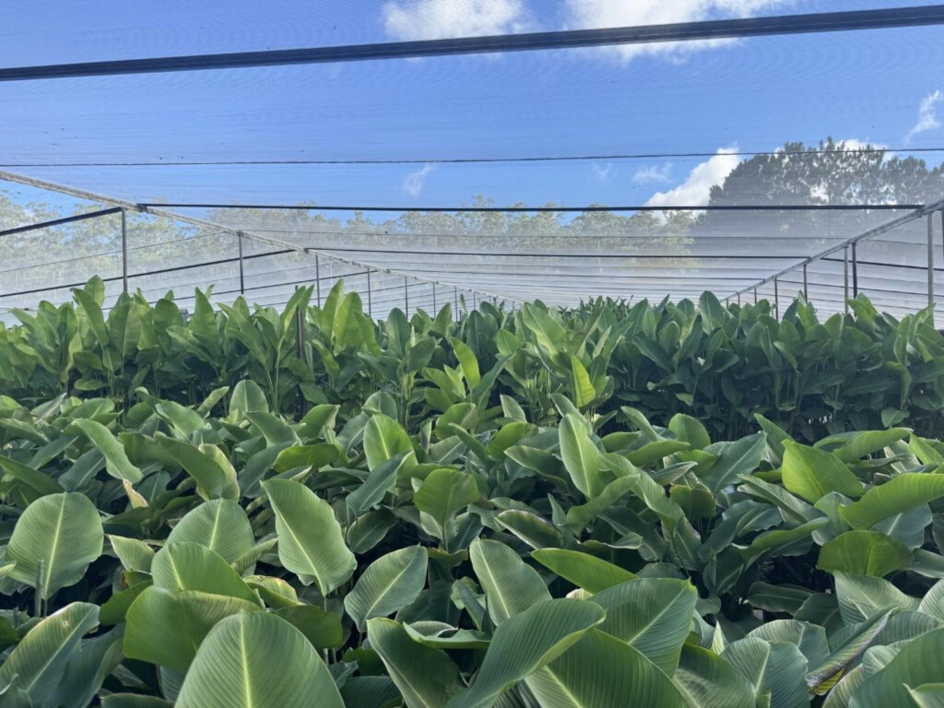 Established Wholesale Production Nursery 678243 1