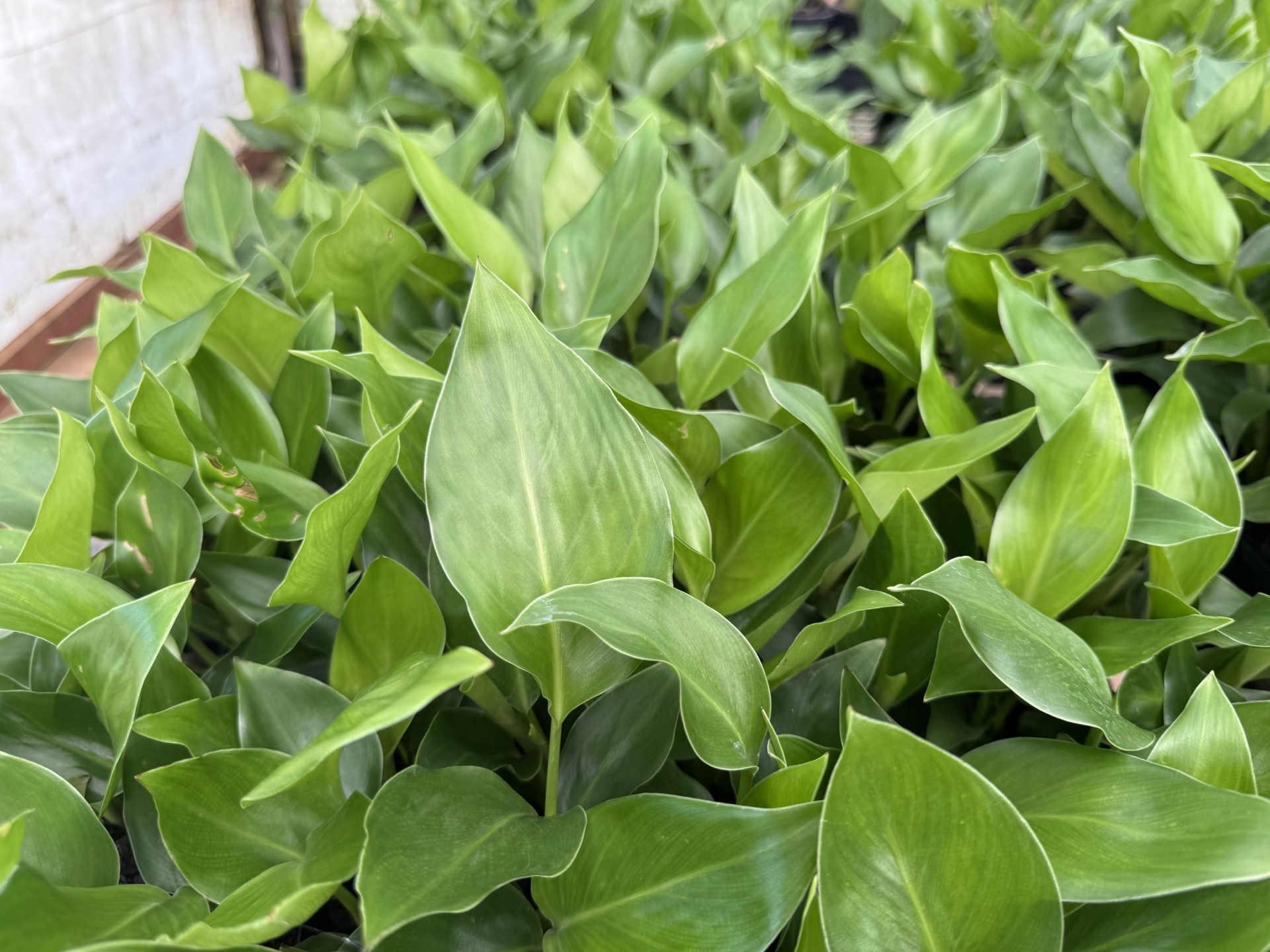 Established Wholesale Production Nursery 678243 3