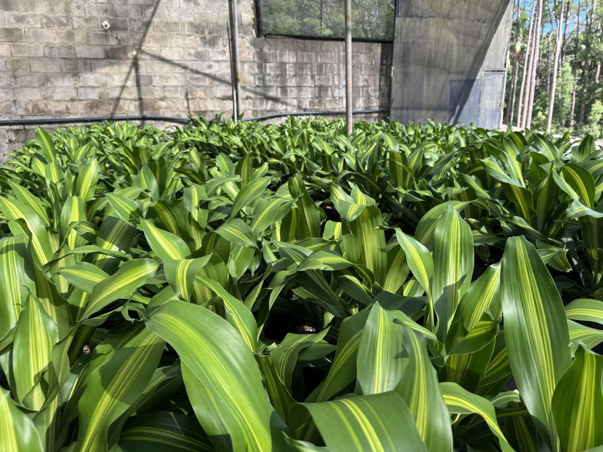 Established Wholesale Production Nursery 678243 2