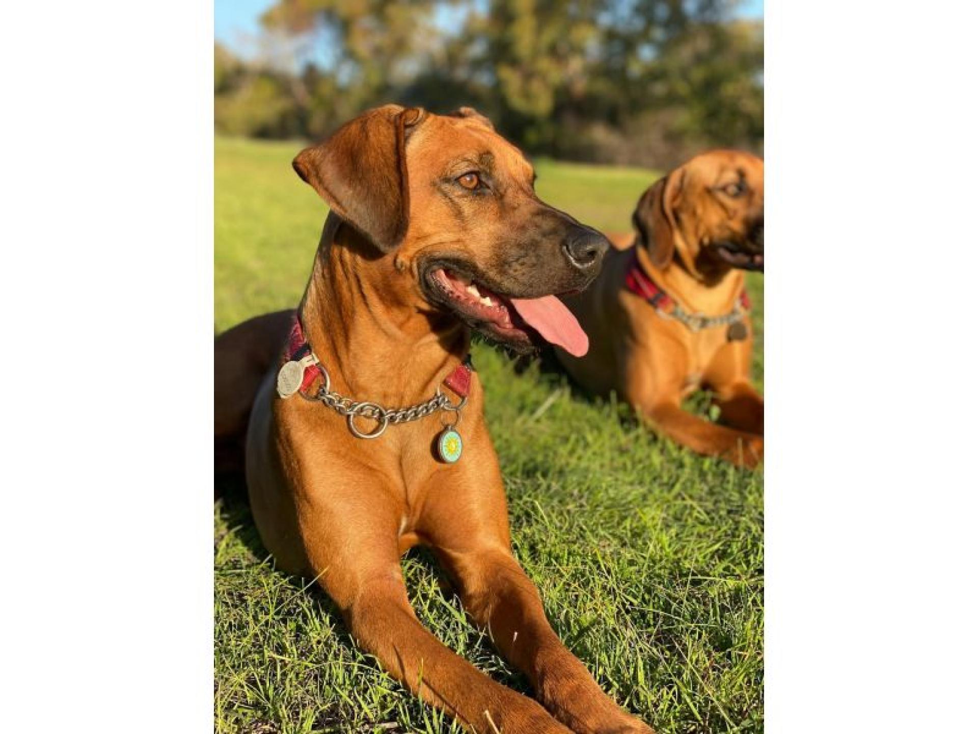 Pet Boarding Kennels No 678437 3