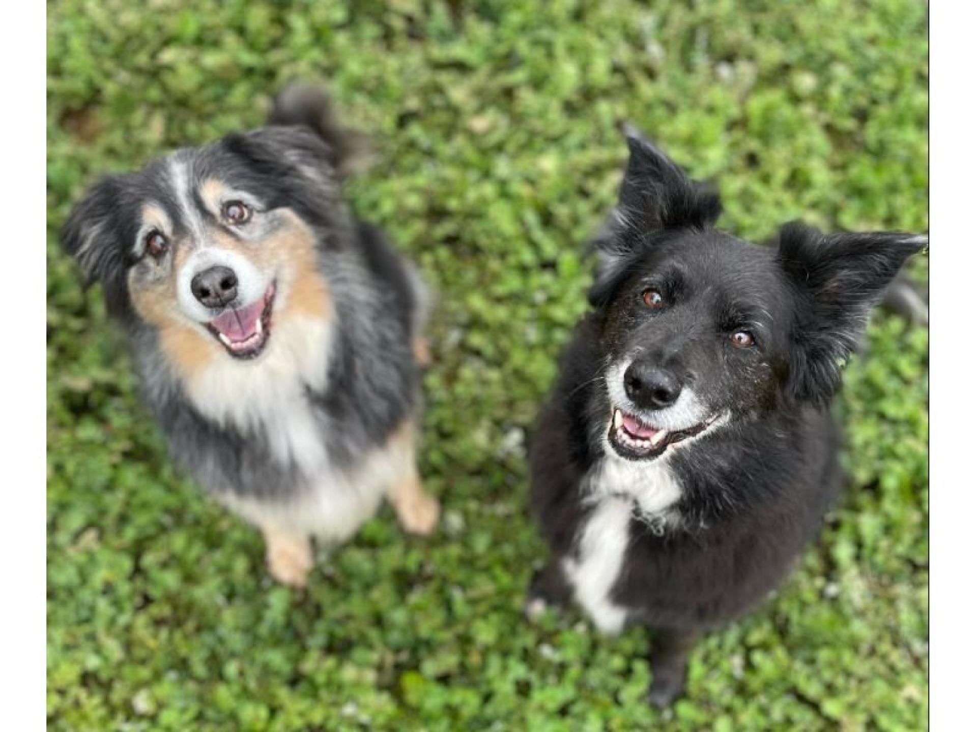 Pet Boarding Kennels No 678437 2