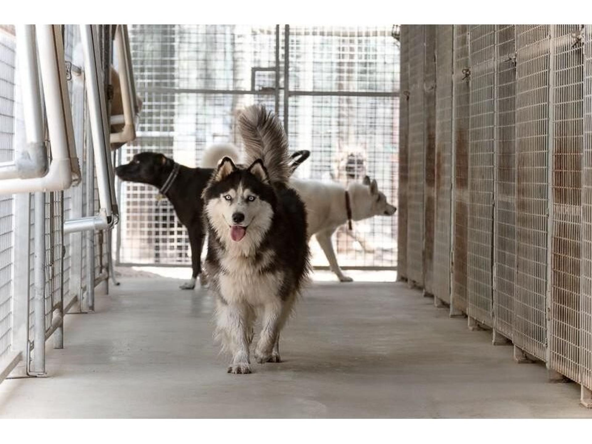 Pet Boarding Kennels No 678437 3