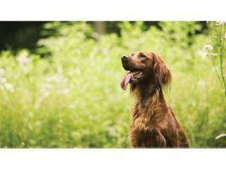 Pet Boarding Kennels No Dog Limits Business RS1586