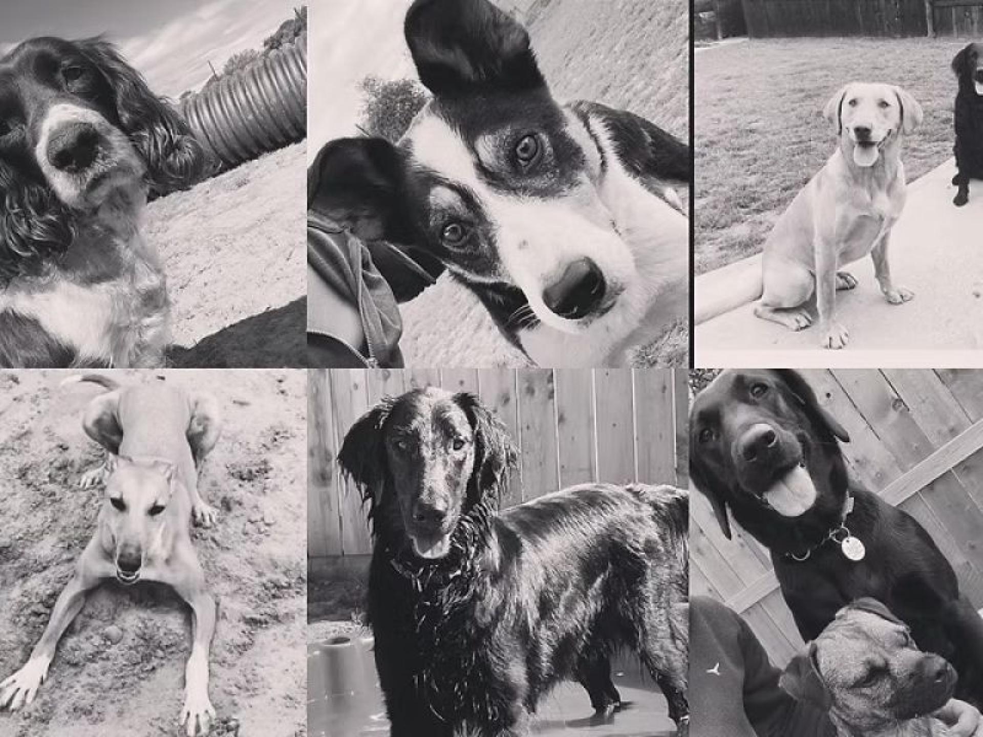 Pet Boarding Kennels No 678437 1