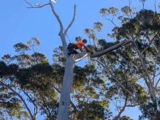 SOLD! Highly Respected and Profitable Tree Services Business – Central Coast, NSW