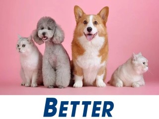 Exceptional Dog Grooming Salon
