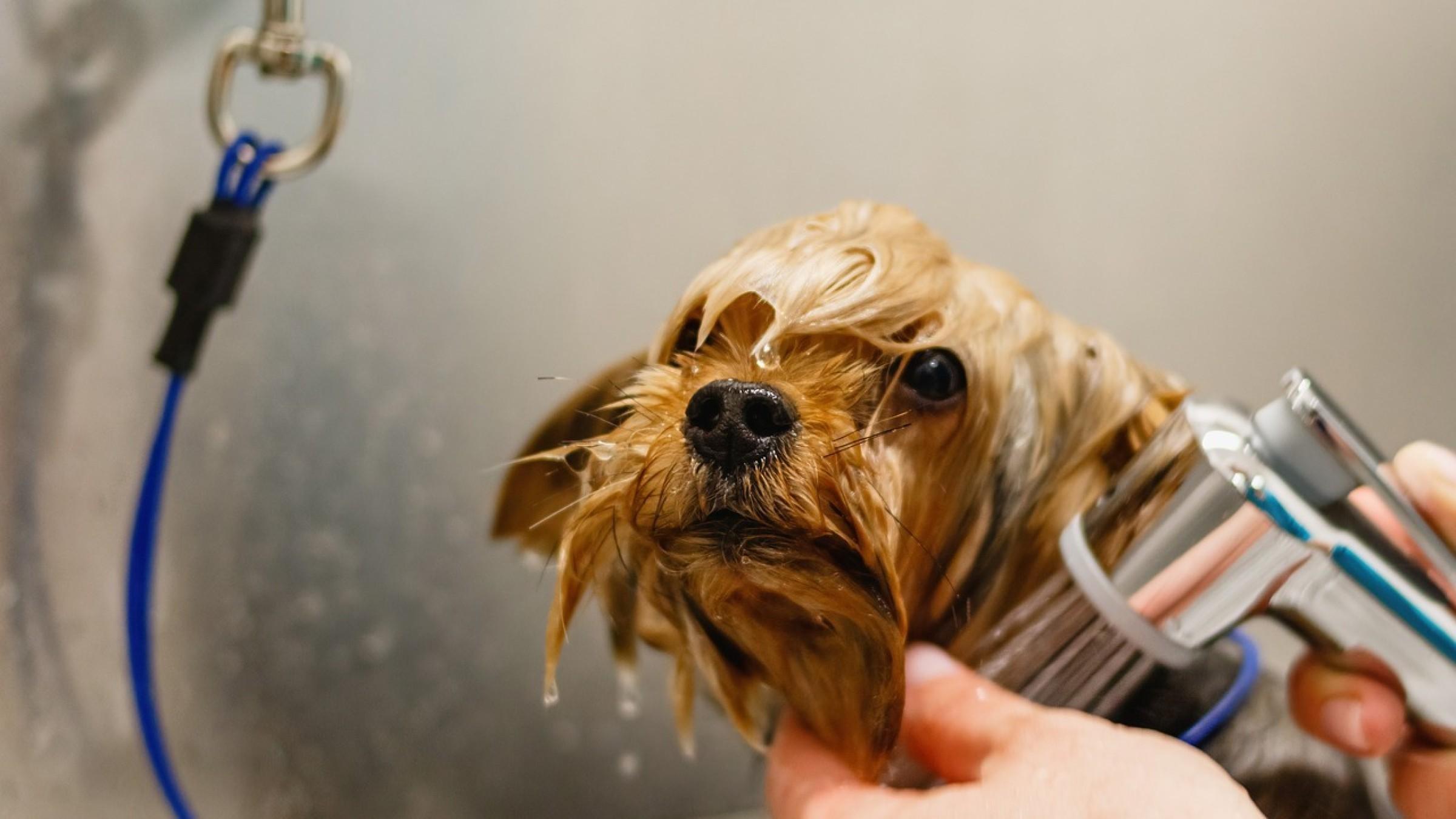 Exceptional Dog Grooming Salon 679420 2