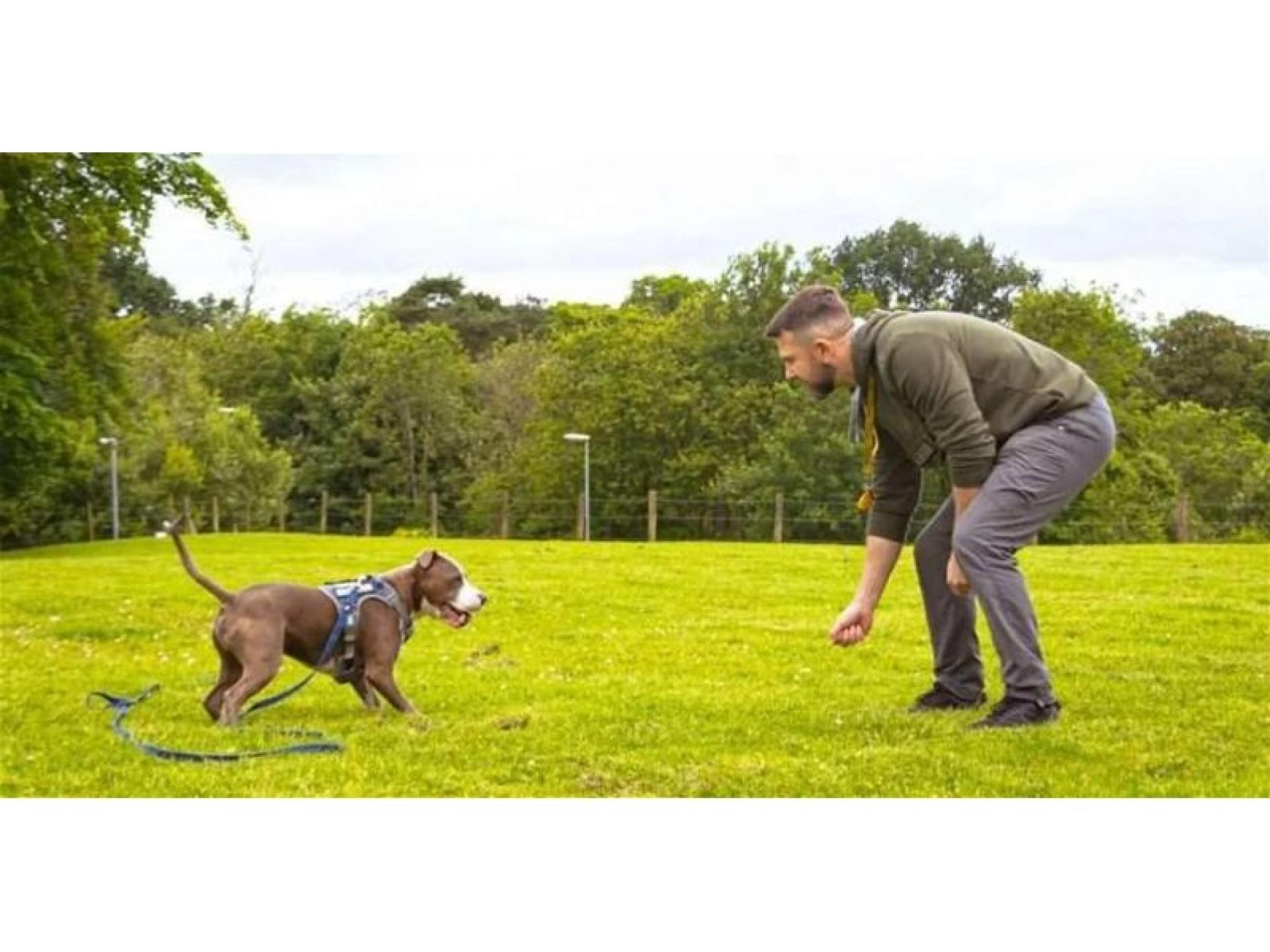 Bark Busters Dog Training 679603 1