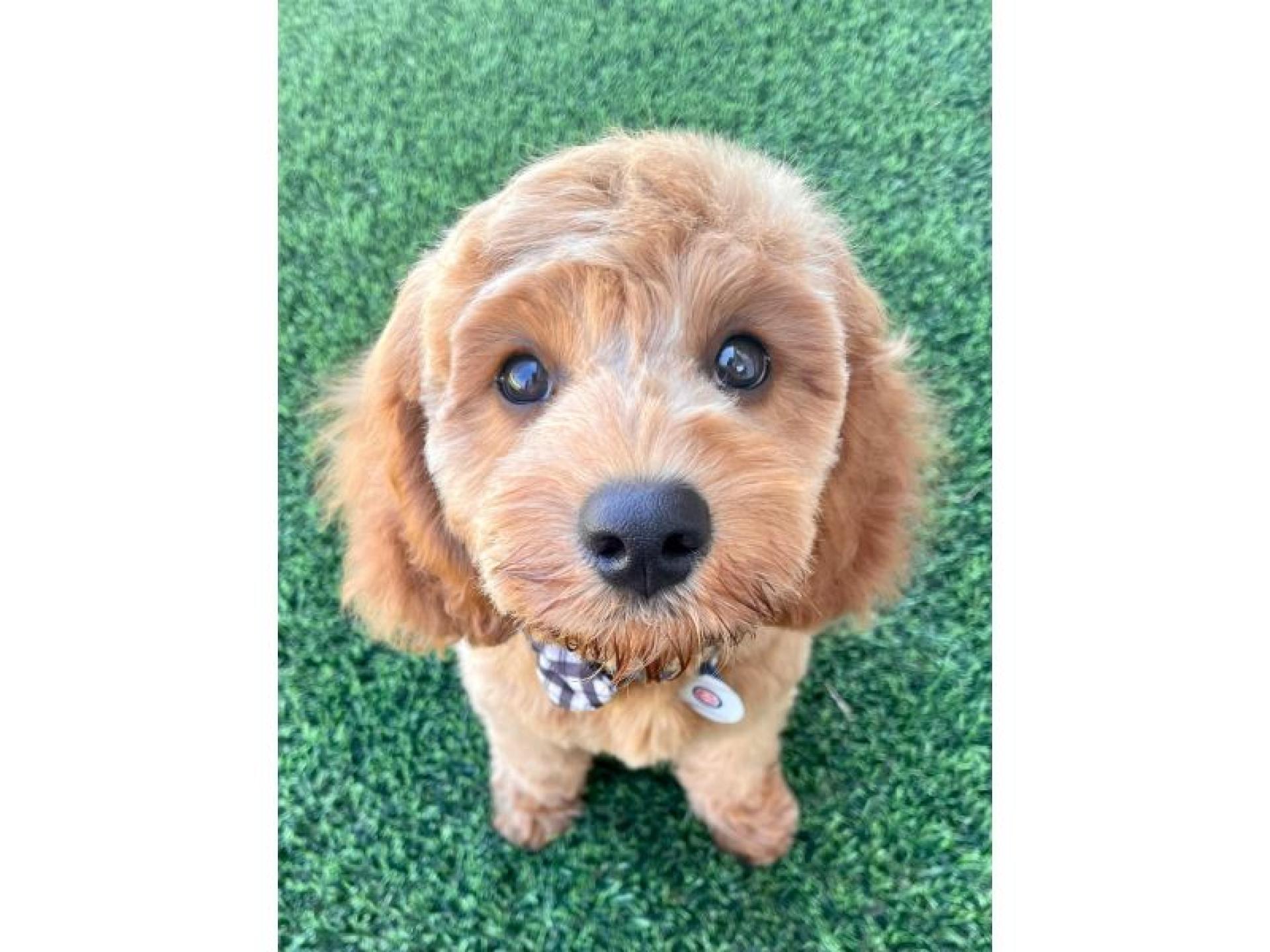 Profitable Dog Breeding Business 679683 1