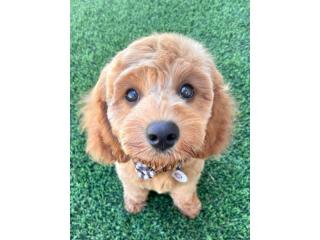 Profitable Dog Breeding Business | Waitlist to 2028